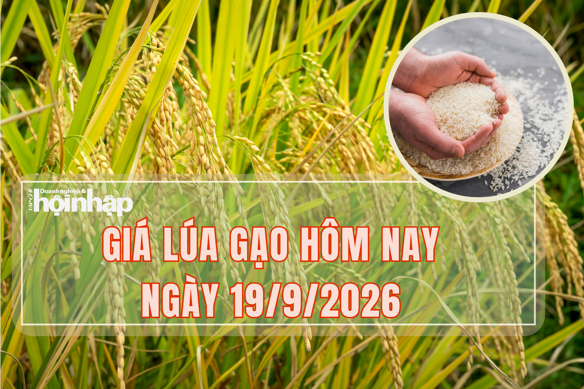 Giá lúa gạo hôm nay 19/9/2026: Thị trường chưa có đột phá mới